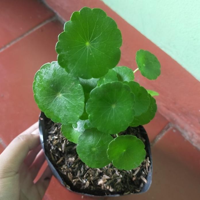 

Terlaris Bibit Tanaman Herbal Pegagan Air , Peluruh Air Seni