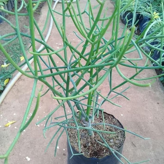 

Terlaris Bibit Tanaman Patah Tulang/Herbal Kiurip