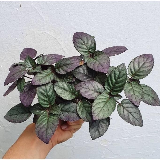 

Terlaris Tanaman Herbal Remek Daging / Sambang Getih / Reundeu Beureum