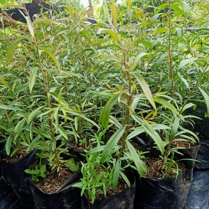 

Terlaris Bibit Tanaman Pohon Kayu Putih/Penghasil Minyak Herbal