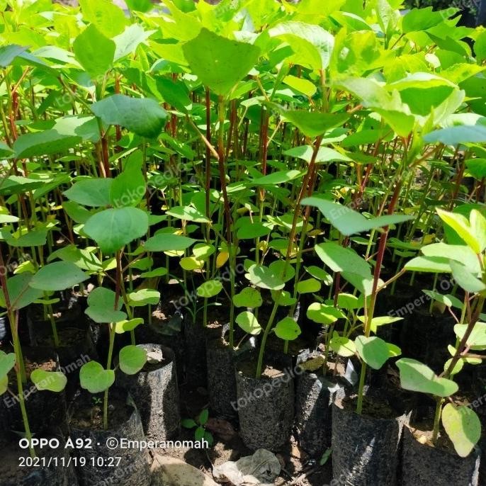 

Terlaris Bibit Tanaman Bunga Rosela Murah Bibit Rosela Bibit Rosela Herbal