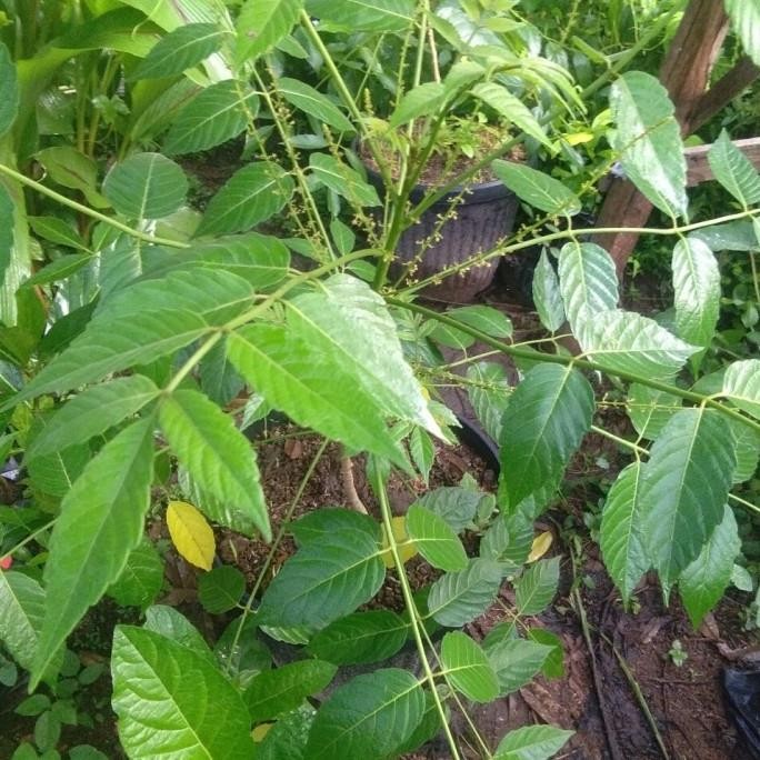 

Terlaris Bibit Tanaman Herbal Buah Makasar - Tanaman Langka Buah Makasar