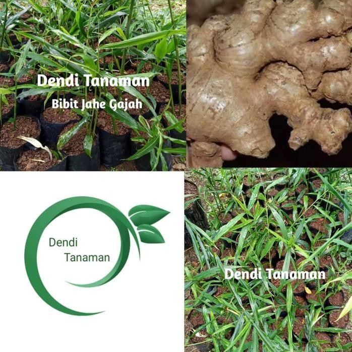 

Terlaris Bibit Tanaman Jahe Gajah - Obat Herbal