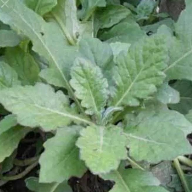 

Terlaris Bibit Tanaman Daun Dewa Herbal