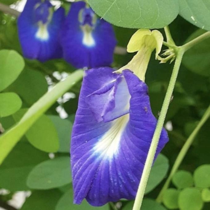 

Terlaris Tanaman Herbal Bunga Telang/Bibit Bunga Telang Biru