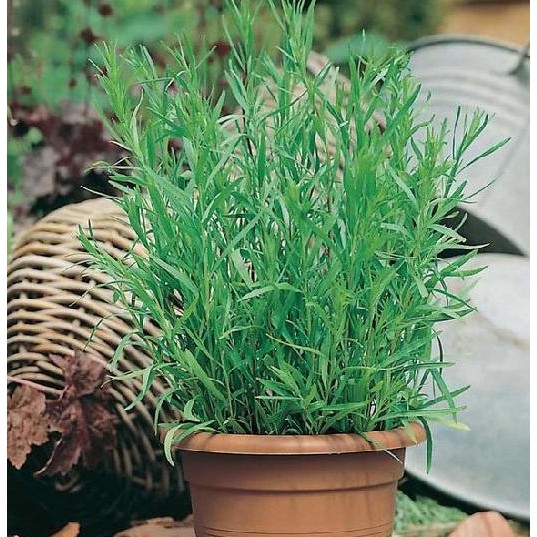 

Terlaris Isi 20 Biji Benih Tarragon F1 Import Bibit Tanaman Herbal