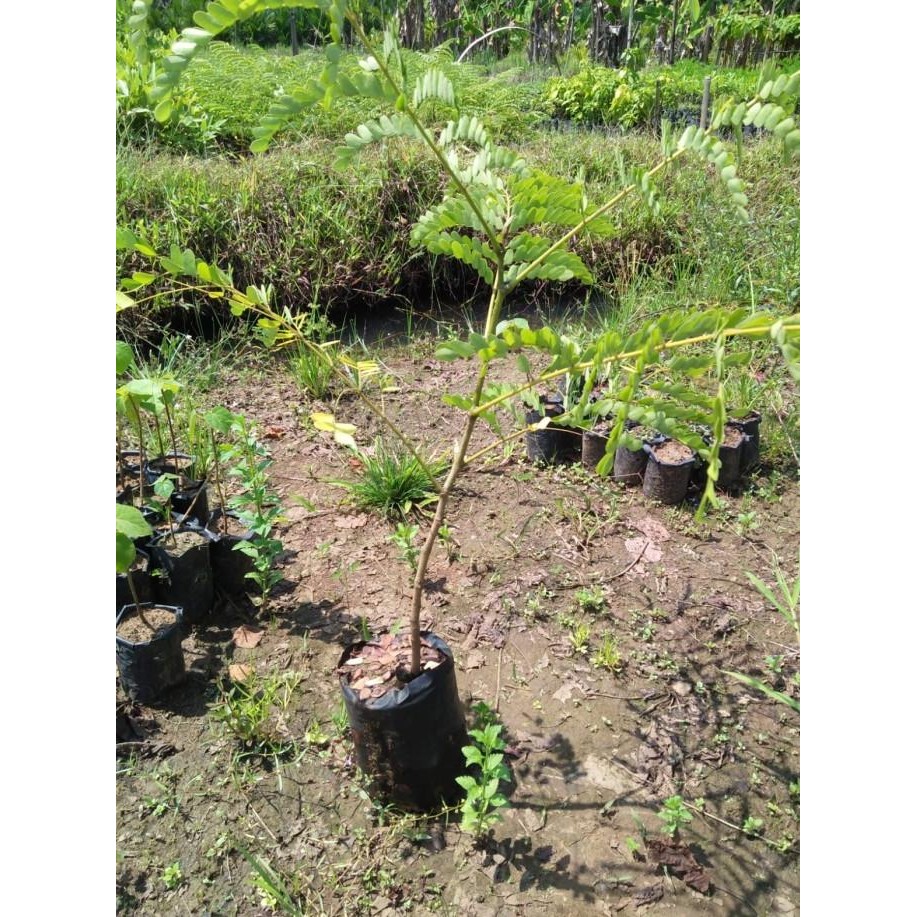 

Terlaris Bibit Tanaman Kayu Secang - Bibit Secang - Tanaman Herbal Secang