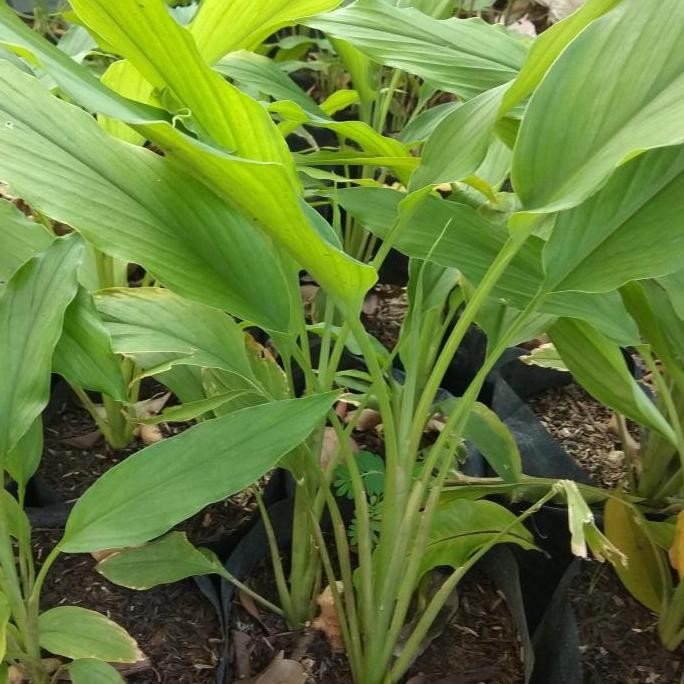 

Terlaris Tanaman Herbal Kunyit