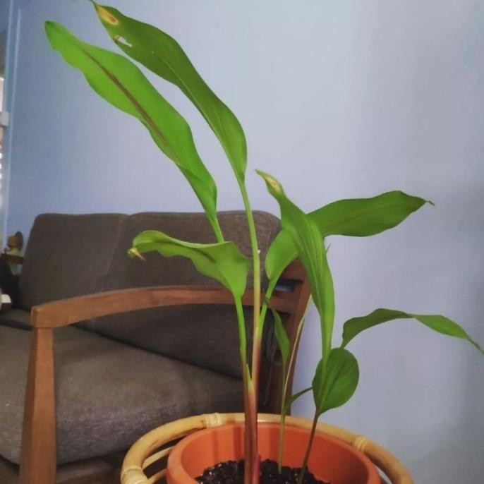 

Terlaris Tanaman Herbal Lengkuas / Laos / Galangal / Kelawas Langkuas Bibit