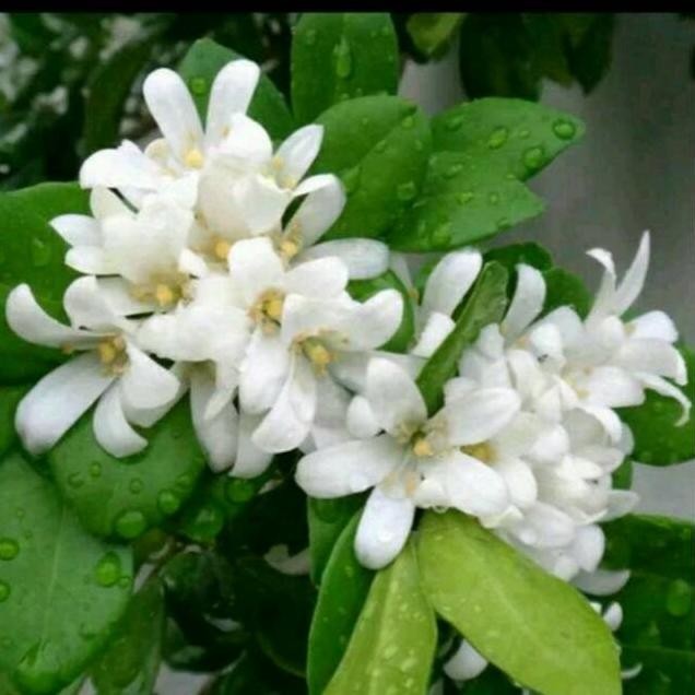 

Terlaris Tanaman Hias Bunga Kemuning Tanaman Herbal Bibit Taneman