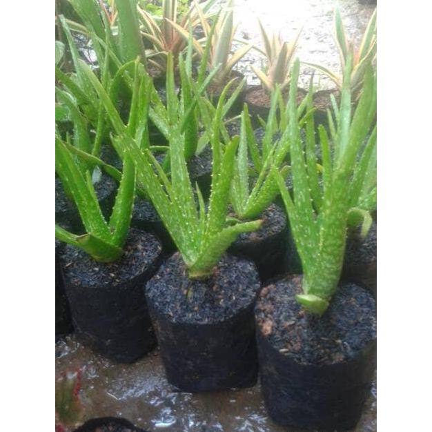 

Terlaris Jual Pohon Lidah Buaya | Tanaman Herbal
