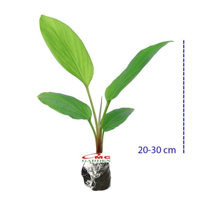 

Terlaris Bibit Tanaman Lengkuas Herbal Obat Laos Bumbu Masak Rempah Laja 2030