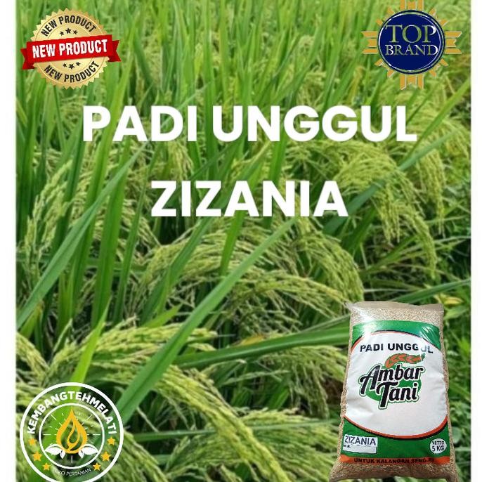 

Terlaris Benih Padi Zizania Terbaru Kemasan 5Kg