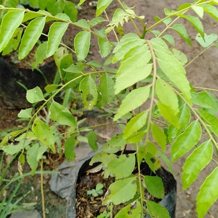 

Terlaris Bibit Pohon Daun Salam Koja/Daun Kari