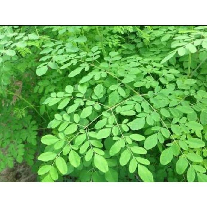 

Terlaris Bibit Stek Pohon Kelor Daun Tanaman Herbal Cod