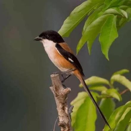 burung pentet blangkon ori madura full kepala hitam bahan istimewa SRA