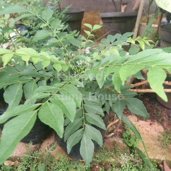 

Terlaris Pohon Bibit Daun Kari / Salam Koja / Curry Leaves / Temurui