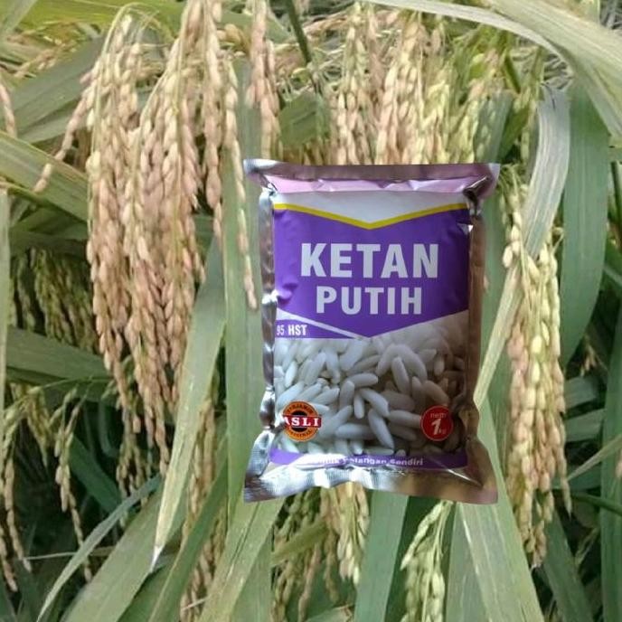 Terlaris Benih Padi Ketan / Bibit Ketan Putih