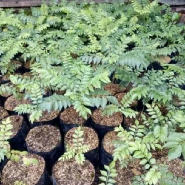 

Terlaris Bibit Daun Kari // Salam Koja Kualitas Spesial