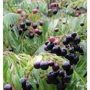 

Terlaris Bibit Tanaman Salam Koja/Temuru/Daun Kari