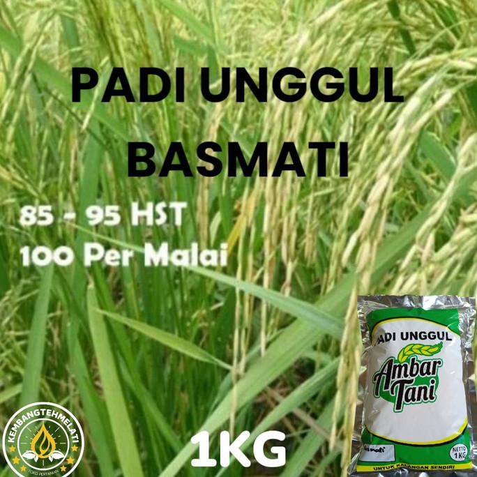 

Terlaris Padi Benih Padi Basmati Premium 1Kg