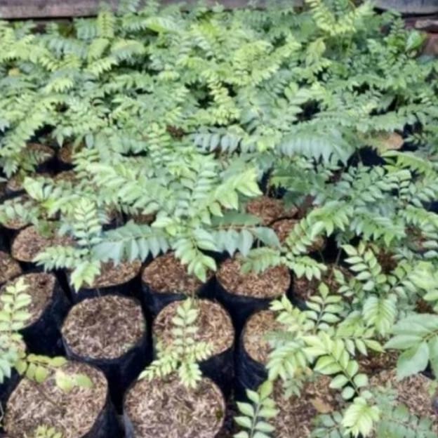 

Terlaris Bibit Daun Kari // Salam Koja Termurah