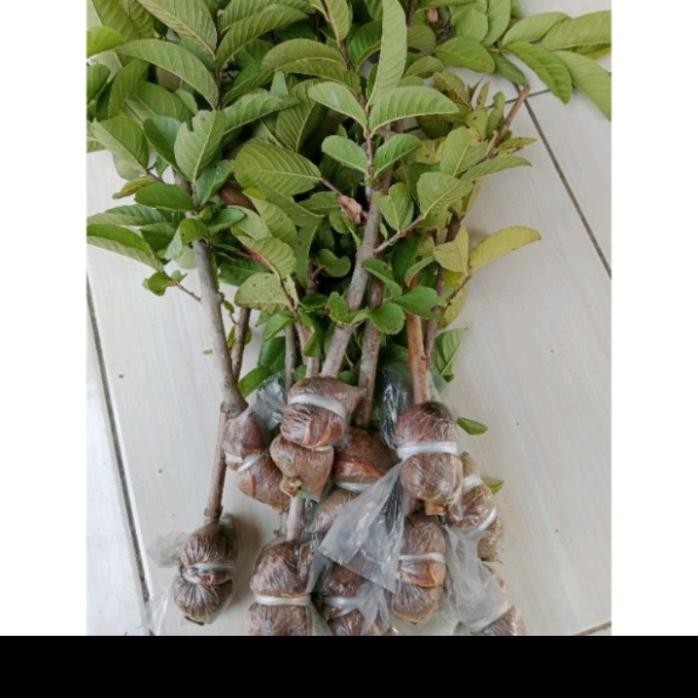 

Terlaris Bibit Jambu Kristal Merah Jumbo Fresh Cangkok