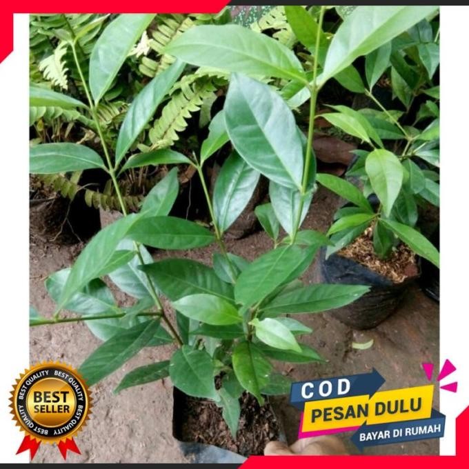 

Terlaris Bibit Tanaman Daun Salam Daun Rempah Terlaris