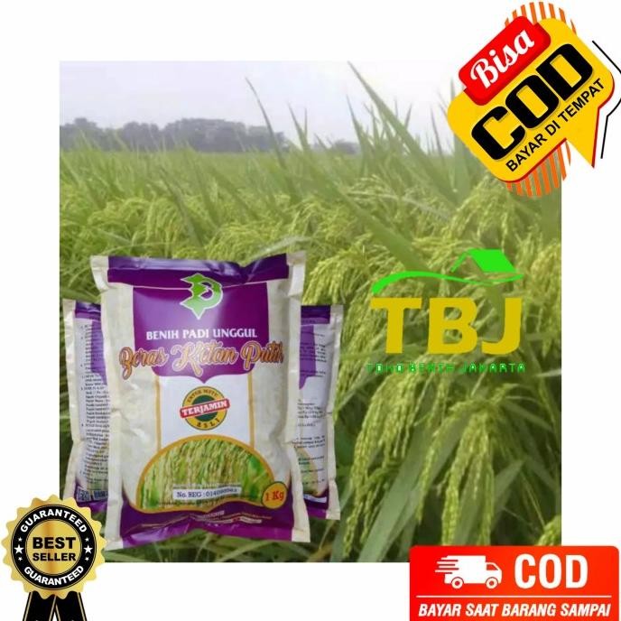 

Terlaris Benih Padi Ketan Putih Unggulan Original