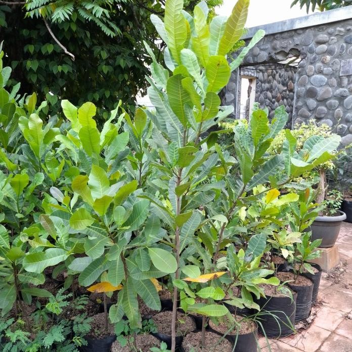 

Terlaris Pohon Jambu Mede/Mete 1Meter - Bibit Pohon Jambu Mede