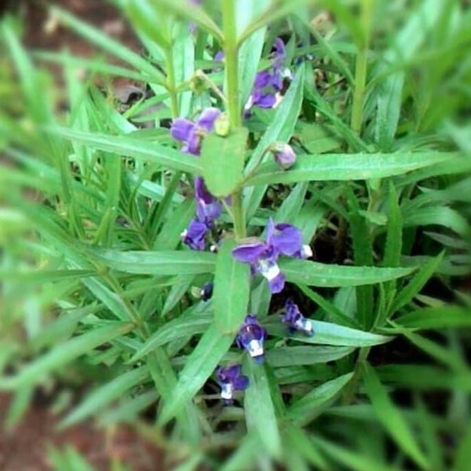 

Terlaris Bibit Tanaman Bunga Lavender Pengusir Nyamuk Bibit Tanaman Herbal