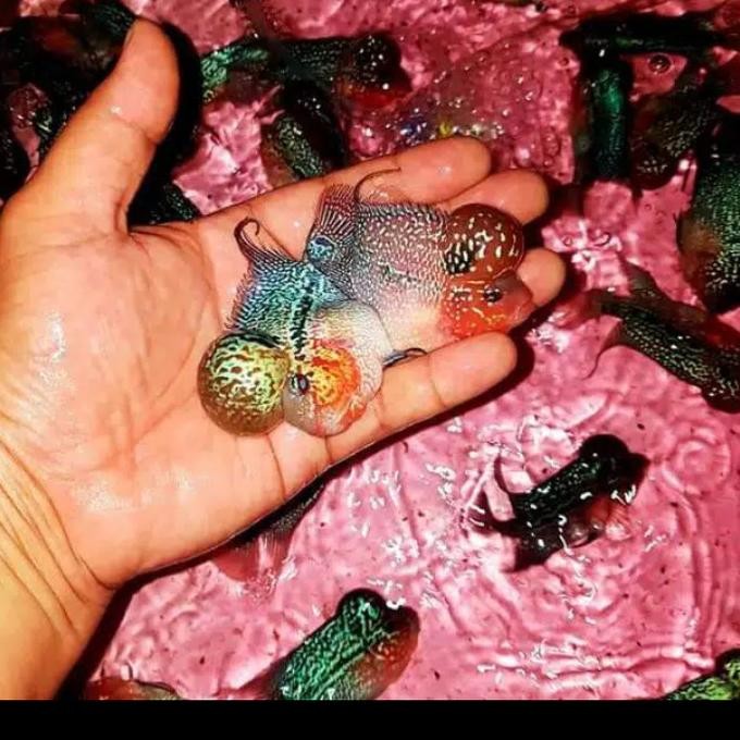 STOK TERBATAS IKAN LOUHAN SRD SHORT BODY THAILAND UKURAN IKAN LOUHAN SRD SHO+/- 7 CM