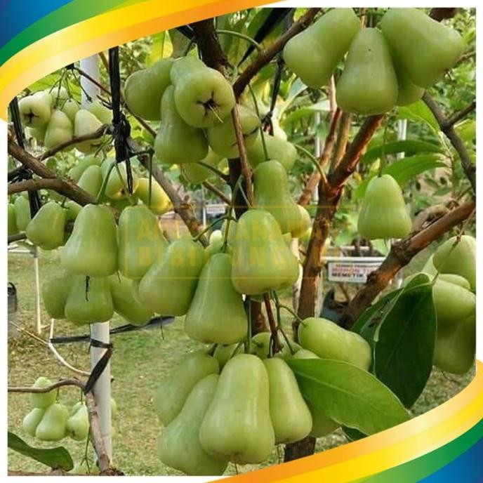 

Terlaris Bibit Jambu Air Madu Deli Hijau - Mdh Super Genjah