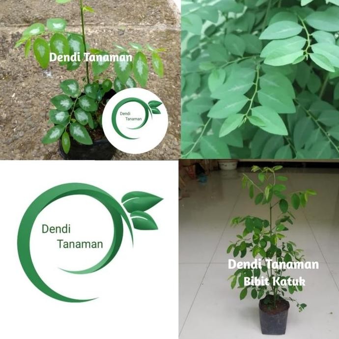 

Terlaris Bibit Pohon Katuk / Tanaman Herbal