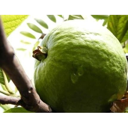 

Terlaris Bibit Jambu Bangkok Jumbo Super Siap Tanam | Bibit Jambu Bangkok Murah