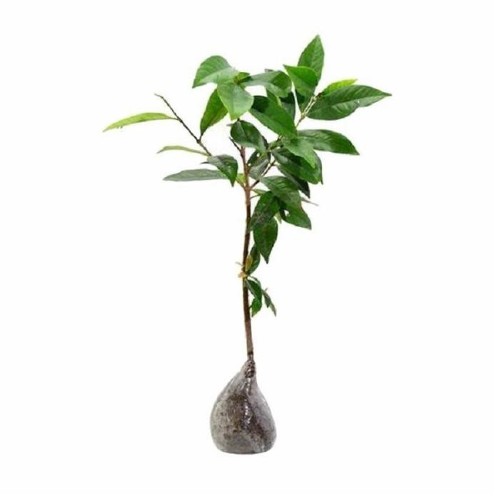 

Terlaris Bibit Daun Salam Untuk Masak