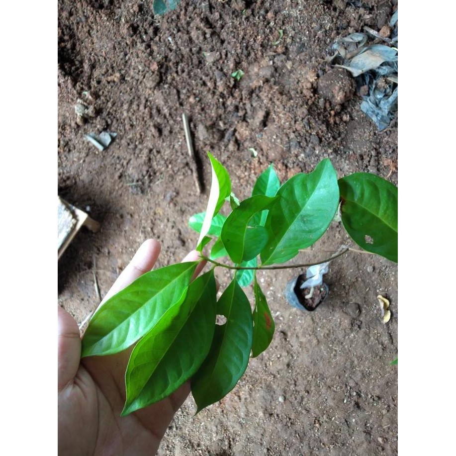 

Terlaris Bibit Tanaman Salam - Daun Salam Bermanfaat Untuk Herbal