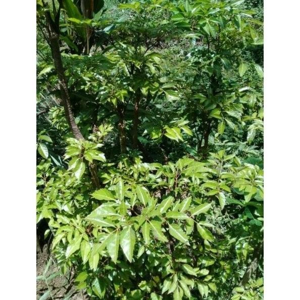 

Terlaris Bibit Daun Cakra Cikri Pohon Hidup Berlangkas Sayur Herbal Tanaman