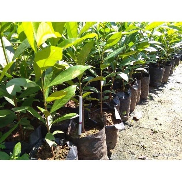 

Terlaris Bibit Daun Salam-Bibit Buah Salam Murah