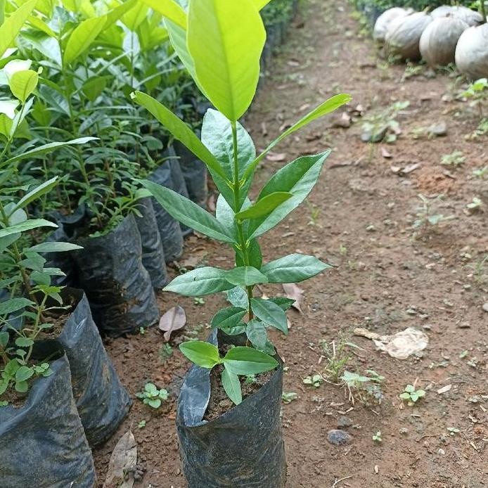 

Terlaris Bibit Daun Salam Bumbu Masak