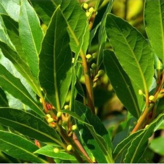 

Terlaris Bibit Tanaman/Pohon Daun Salam Murah Berkualitas/Sayur