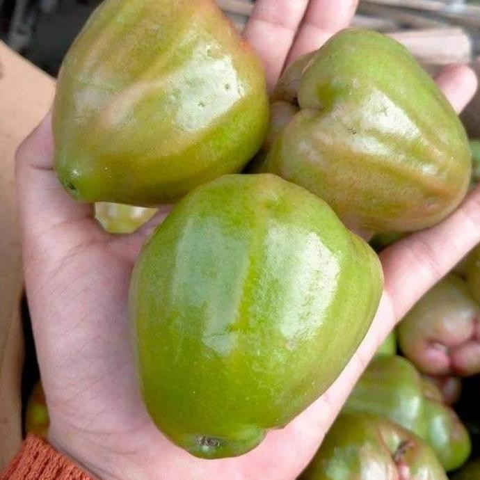 

Terlaris Bibit Jambu Kaget Unggul Cepat Berbuah