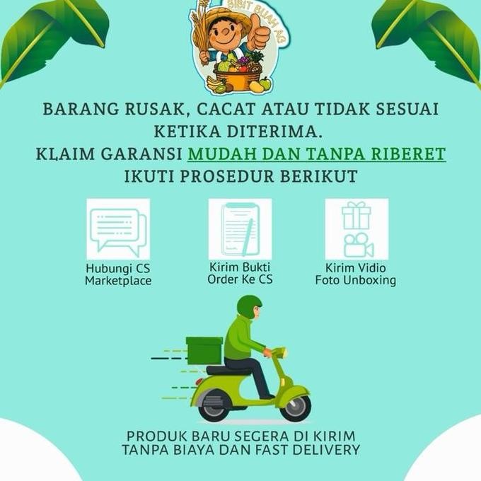 

Terlaris Paket Bibit Daun Salam Dapat 3