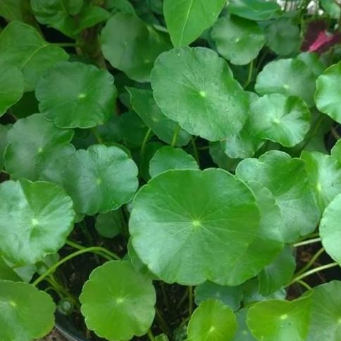 

Terlaris Tanaman Air Antanan Besar Obat Herbal Pegagan Air