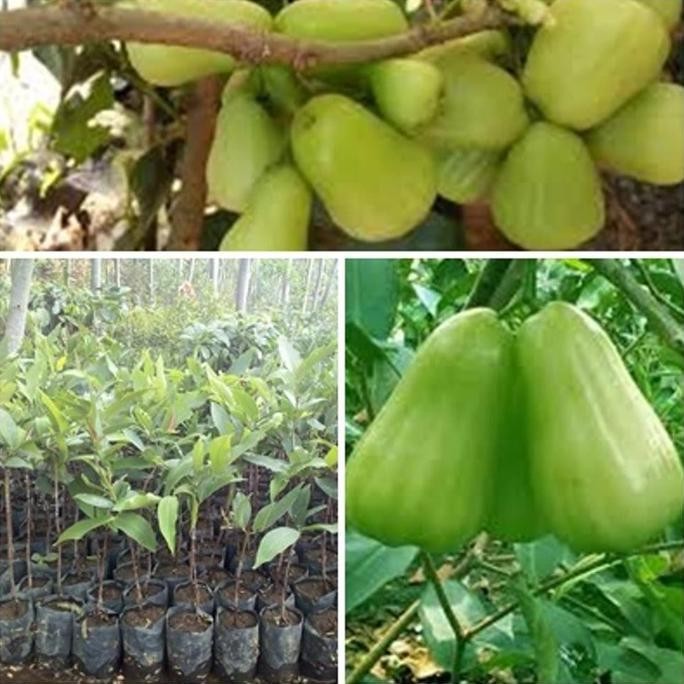 

Terlaris Bibit Jambu Air Madu Deli Hijau - Mdh Super Genjah