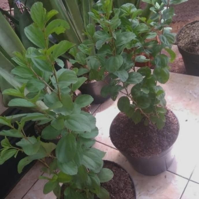 

Terlaris Tanaman Herbal Daun Bidara Arab