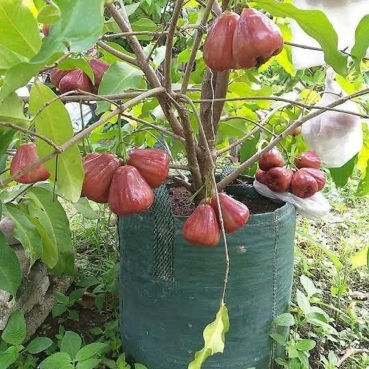 

Terlaris Bibit Jambu Dalhari Buah Dalhari Pohon Jambu Dalhari Hasil Okulasi