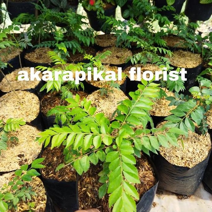 

Terlaris Bibit Tanaman Rempah Daun Kare Atau Salam Koja