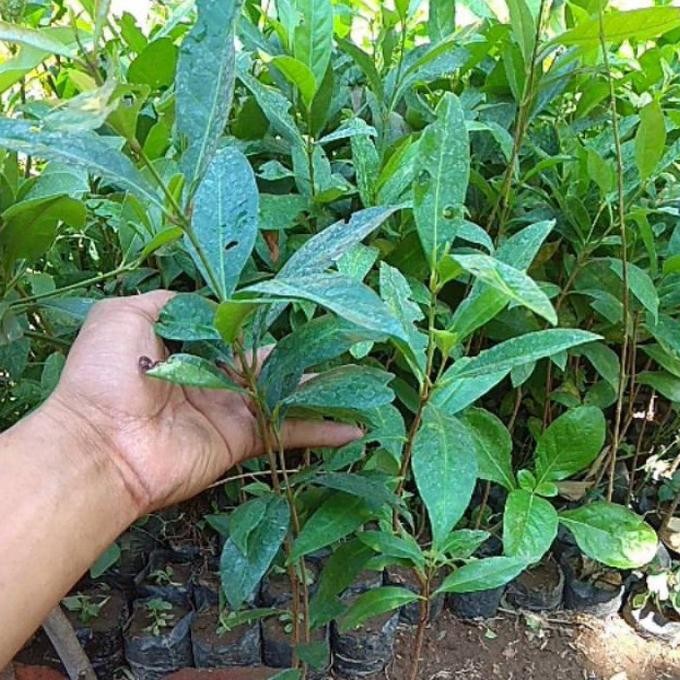 

Terlaris Paket 1Tanaman Bibit Daun Salam 2 Bibit