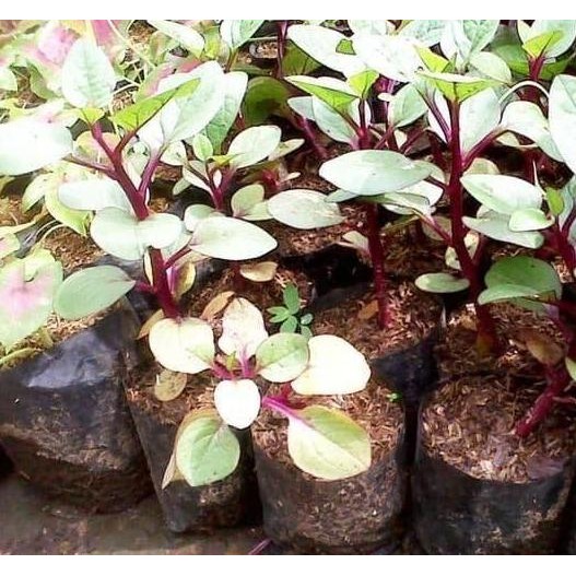 

Terlaris Jual Bibit Tanaman Herbal Binahong Merah Tanaman Obat .